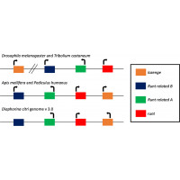 Annotation of segmentation pathway genes Annotation of segmentation pathway genes