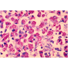 Improvements in the insert content sequencing and assembly of plant genomes Improvements in the insert content sequencing and assembly of plant genomes